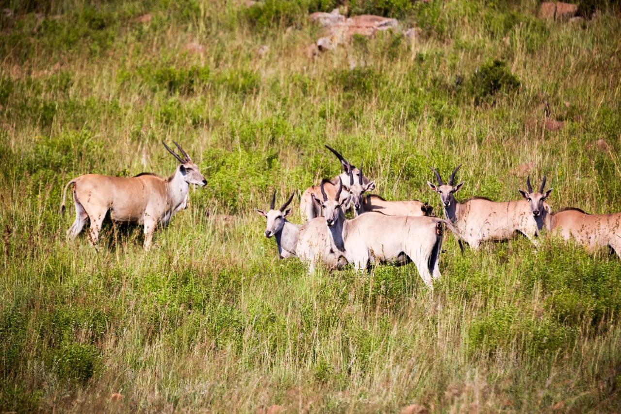 Komati Gorge Lodge, R 36 Halfway Between Carolina And Machadodorp ภายนอก รูปภาพ